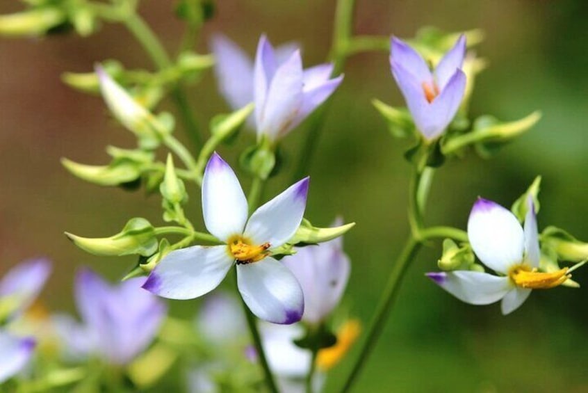 White flowers with purple accents and yellow centers. 2