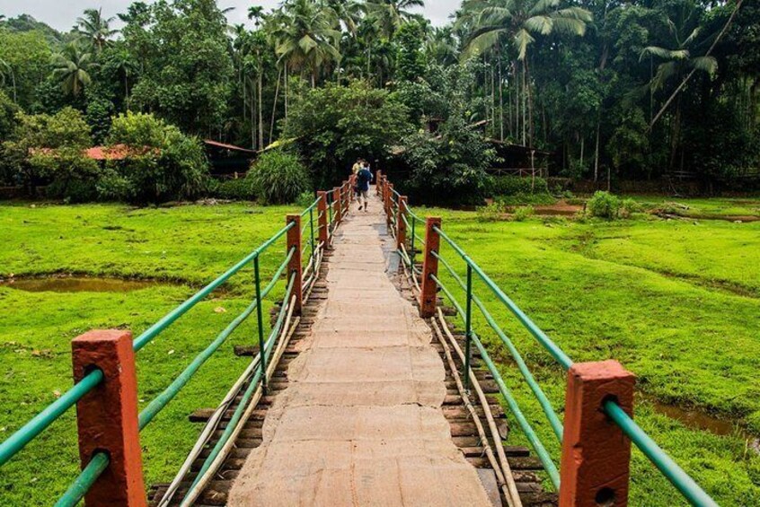 A wooden bridge with green railings, surrounded by lush greenery and palm trees. 3