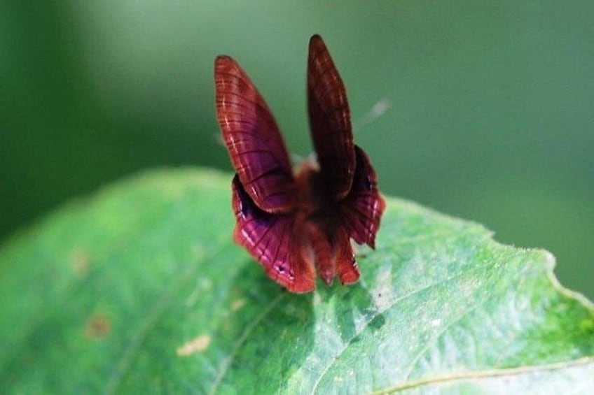 Private Tour of Butterfly Sanctuary and Spice Plantation 1