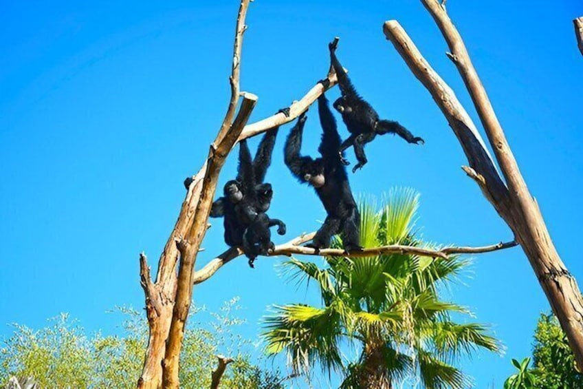 Offer Summer Terra Natura entrance ticket Benidorm 4