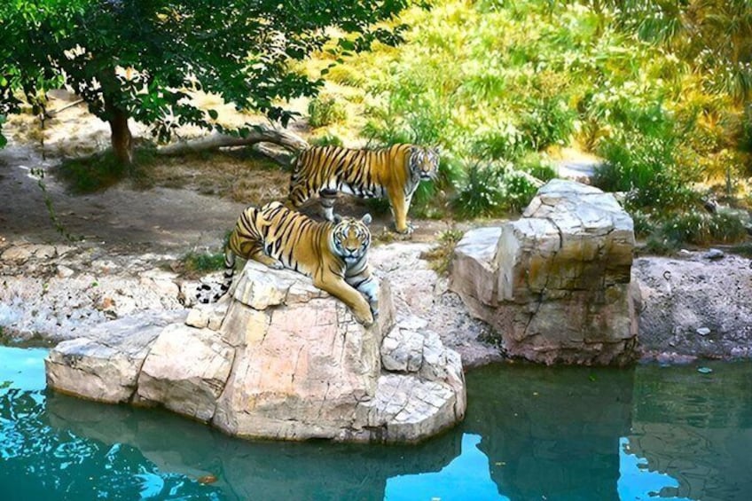 Offer Summer Terra Natura entrance ticket Benidorm 2