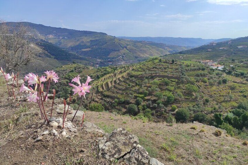 Port Wine - Amazing Douro Valley and Amarante - from Porto