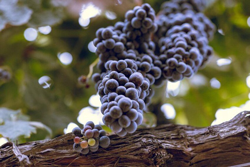 Ripe grapes ready to become wine 2