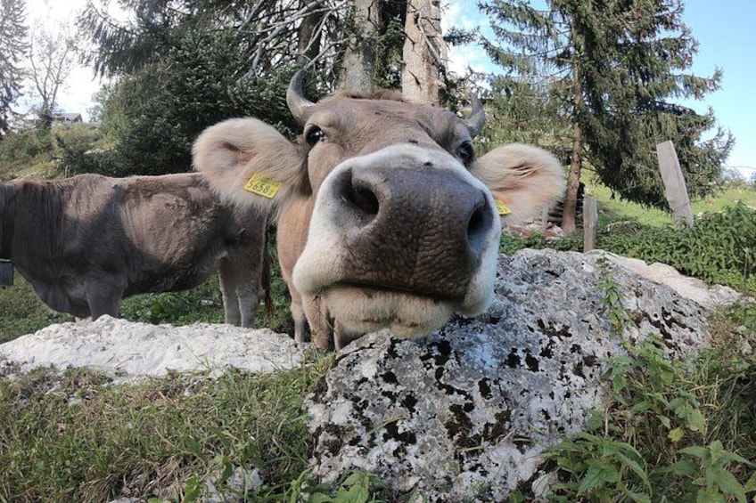 A cow with a yellow ear tag standing near a rock. 2