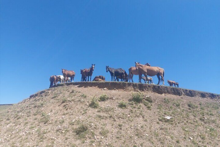 A group of horses and cows on a hill. 5
