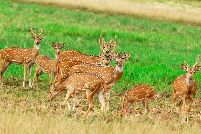 A group of deer in a grassy field. 1