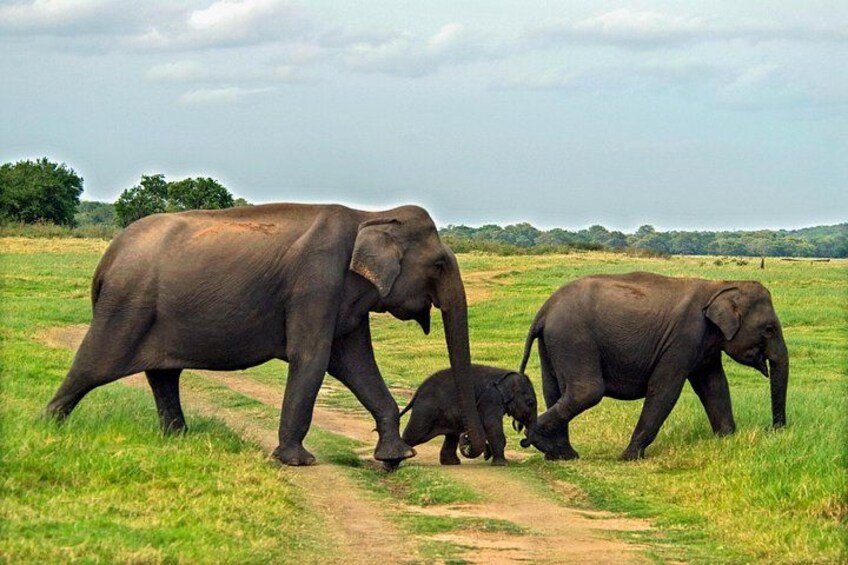 A family of elephants walking on a dirt path in a grassy field. 5