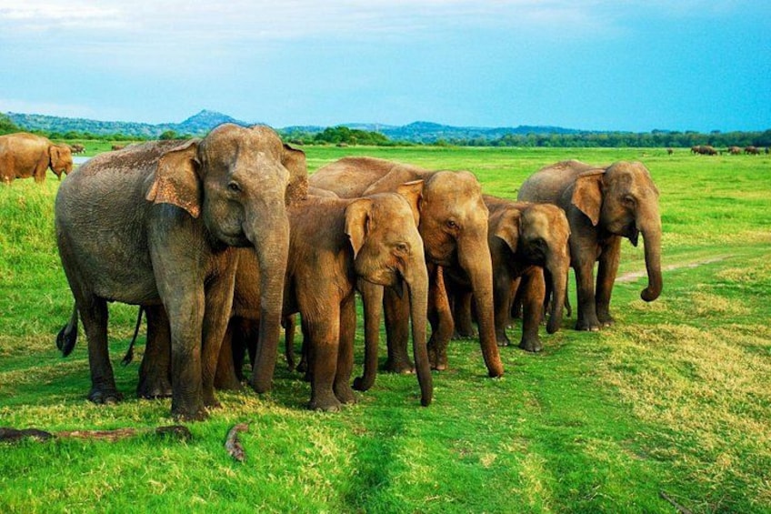 A herd of elephants in a grassy field with mountains in the background. 2