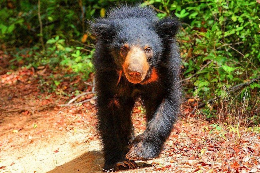 A bear walking on a forest path. 3