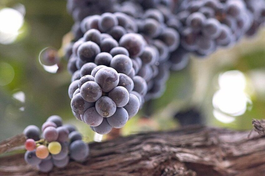 A bunch of grapes on a vine. 2