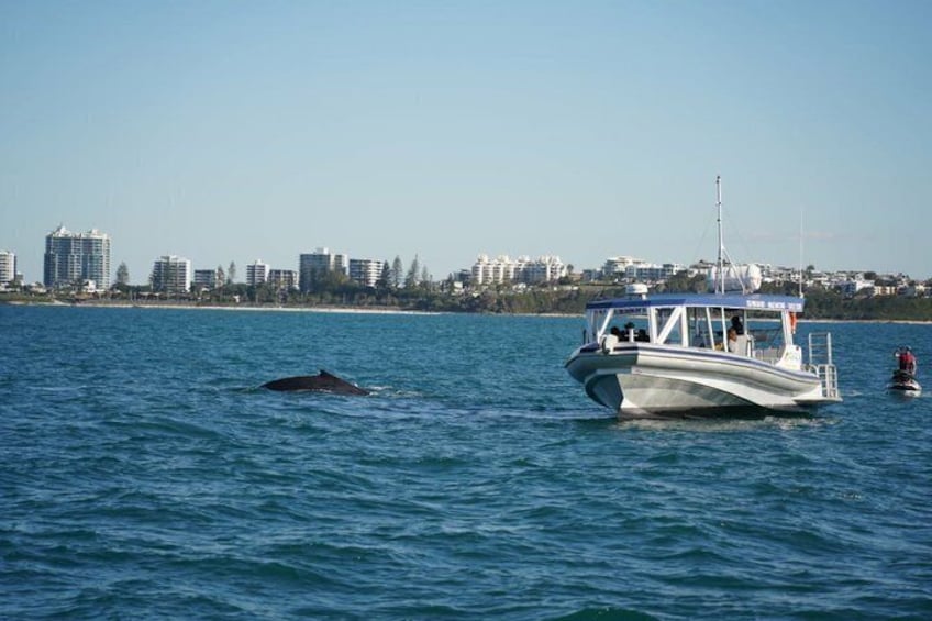 A boat on calm water with a whale in the background and a city skyline. 3