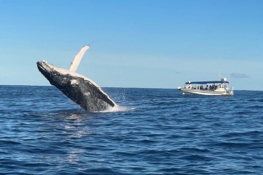 A whale breaching the ocean surface with a boat in the background. 4