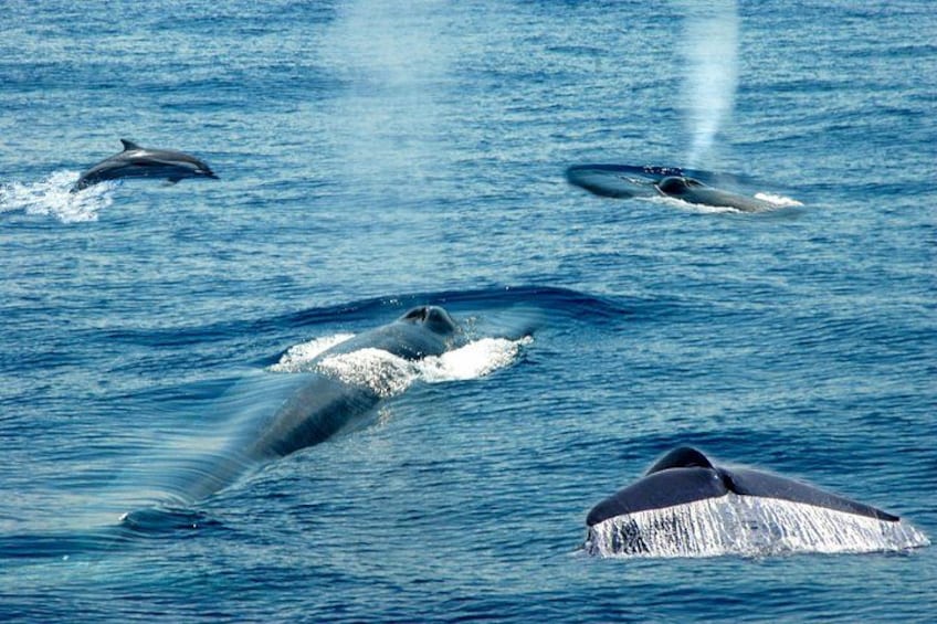 A group of whales swimming in the ocean. 5