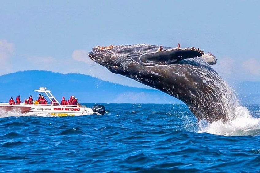 A whale breaching with a boat and people in the water. 2
