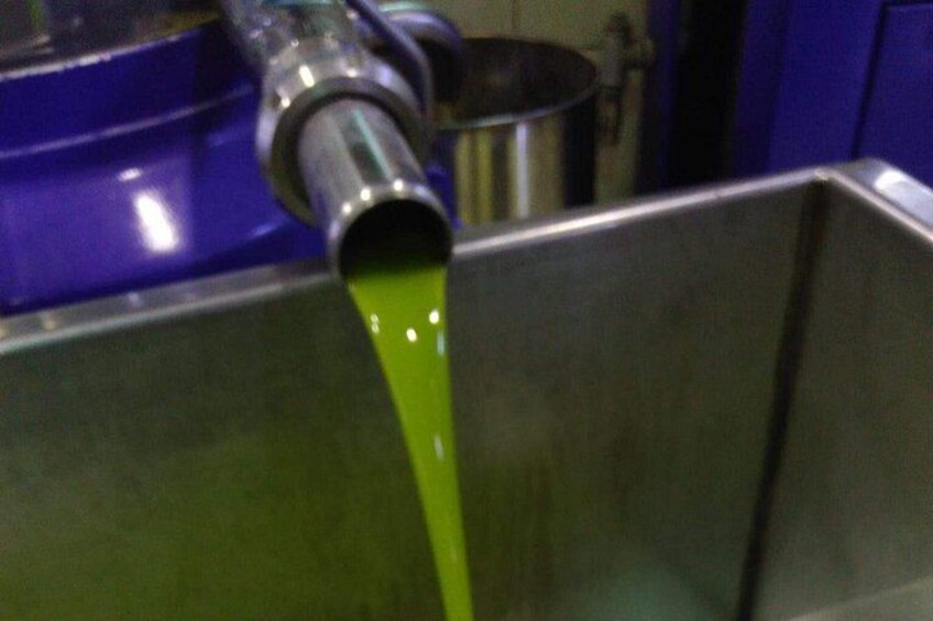 Discover Rethymno, Lake Kournas & the Secrets of Cretan Olive Oil 4