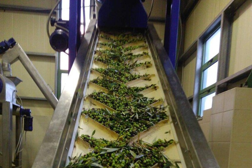Discover Rethymno, Lake Kournas & the Secrets of Cretan Olive Oil 5