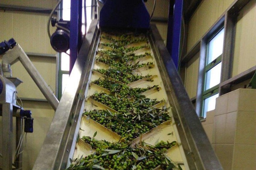Discover Rethymno, Lake Kournas & the Secrets of Cretan Olive Oil 5