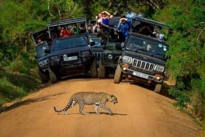 Un guepardo cruza un camino de tierra con vehículos de safari y pasajeros detrás. 2