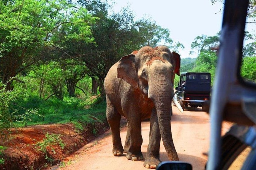 Un elefante en un camino de tierra con un vehículo al fondo. 5