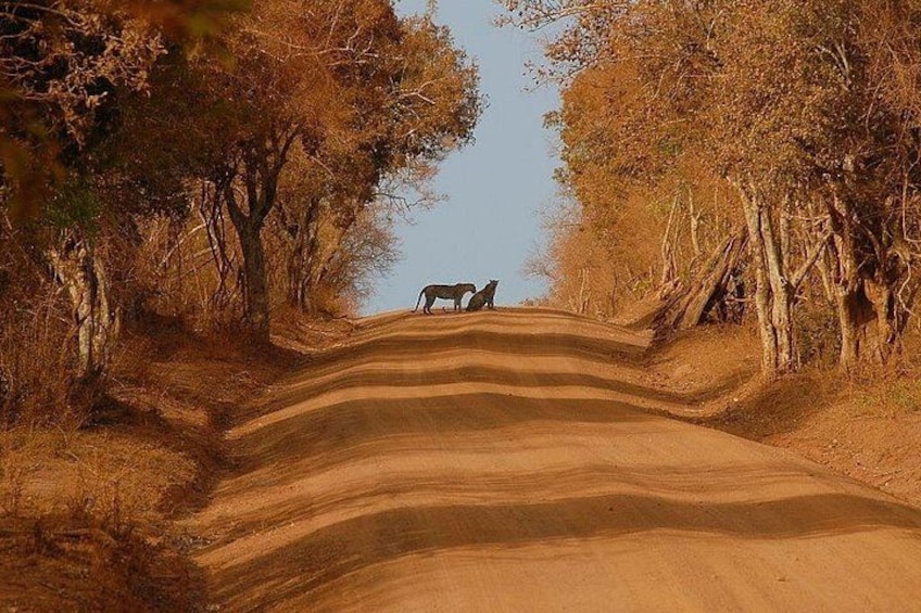 Un camino de tierra flanqueado por árboles que conduce a un elefante distante. 4
