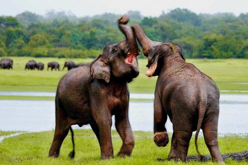Two elephants in a grassy field with a body of water and trees in the background. 2