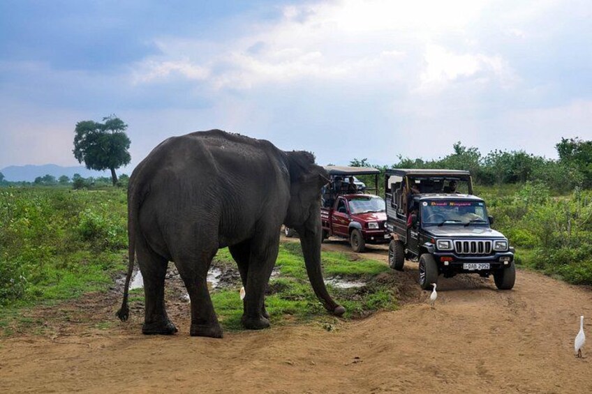 An elephant walking on a dirt path with a vehicle and a bird nearby. 1