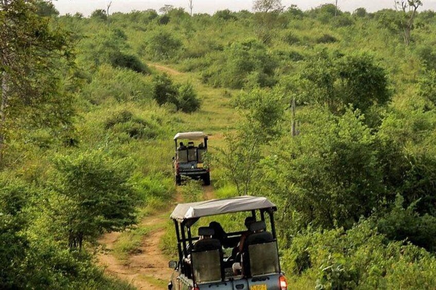 A safari vehicle on a dirt path surrounded by dense green vegetation. 4