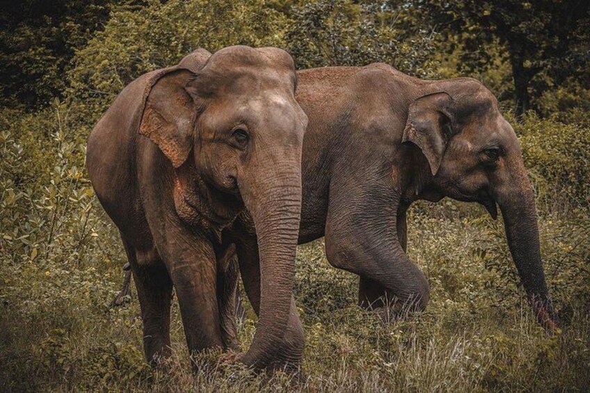 Two elephants in a grassy field with trees in the background. 3