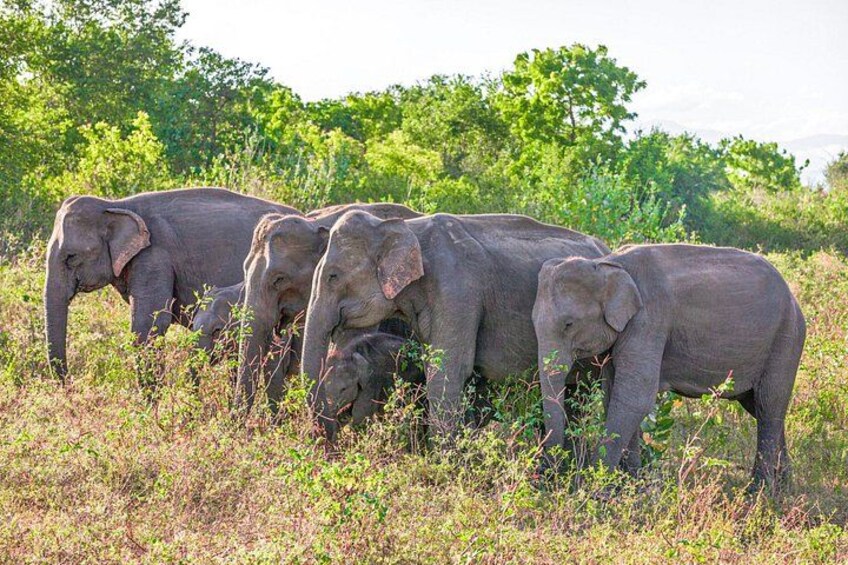 A group of elephants in a grassy field with trees in the background. 5