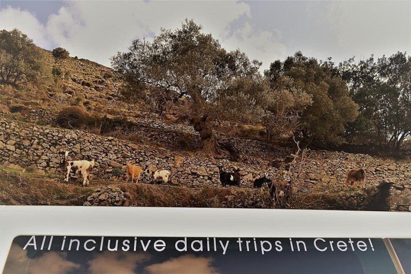 Elafonisi & Falasarna Small Group Tour from Chania w/snacks 2