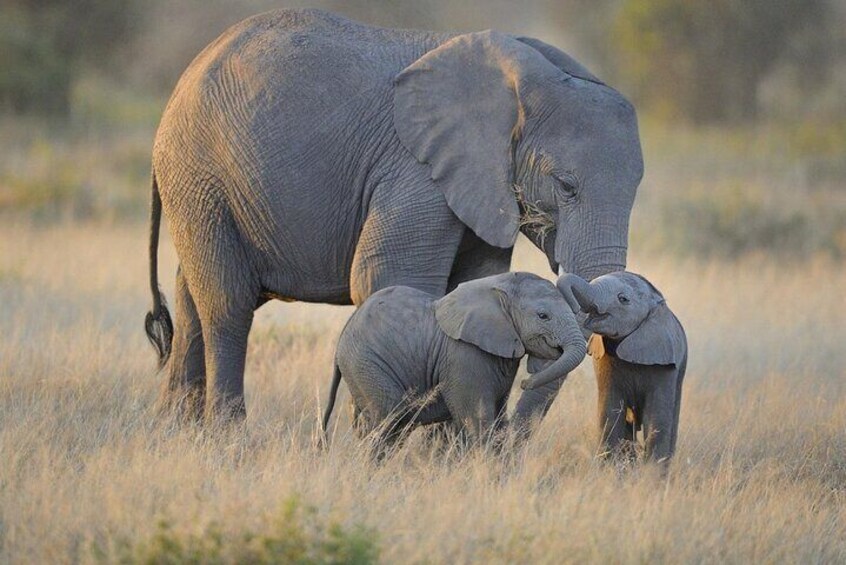 3 Days Nyerere NP [Selous GR] Game, Walking and Boat