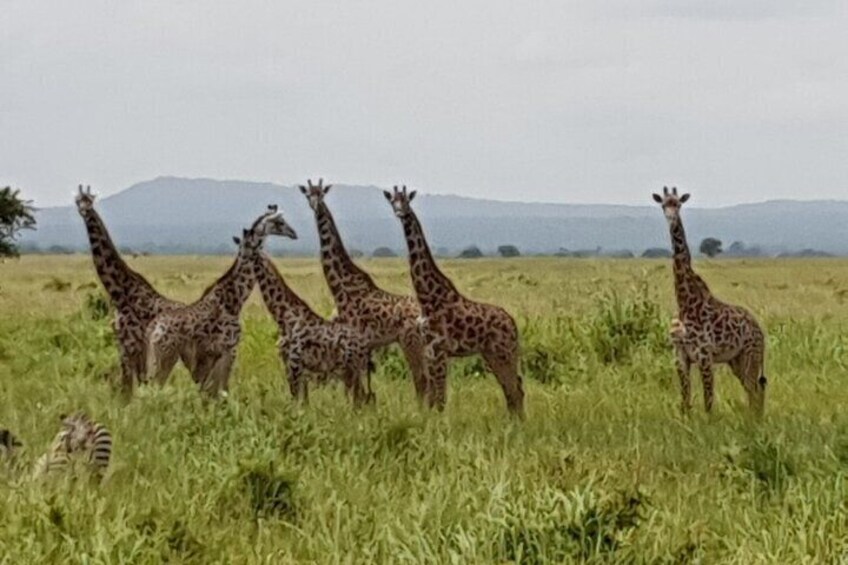 3 Days Selous g/r/ or Nyerere np, game drive, walking with Bushman and Boat tour