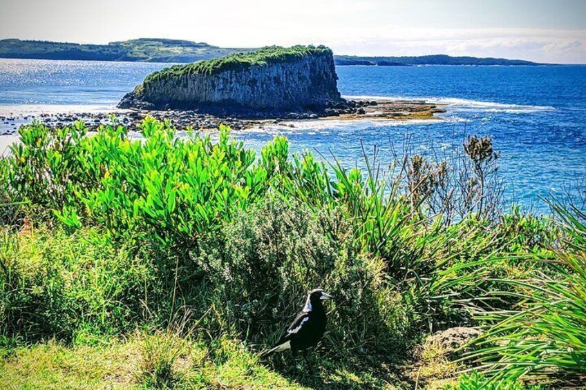 Erupting Blowholes and Ancient Rainforests with 'Personalised Sydney Tours'