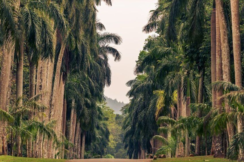 Kandy City Tour from Negombo 5