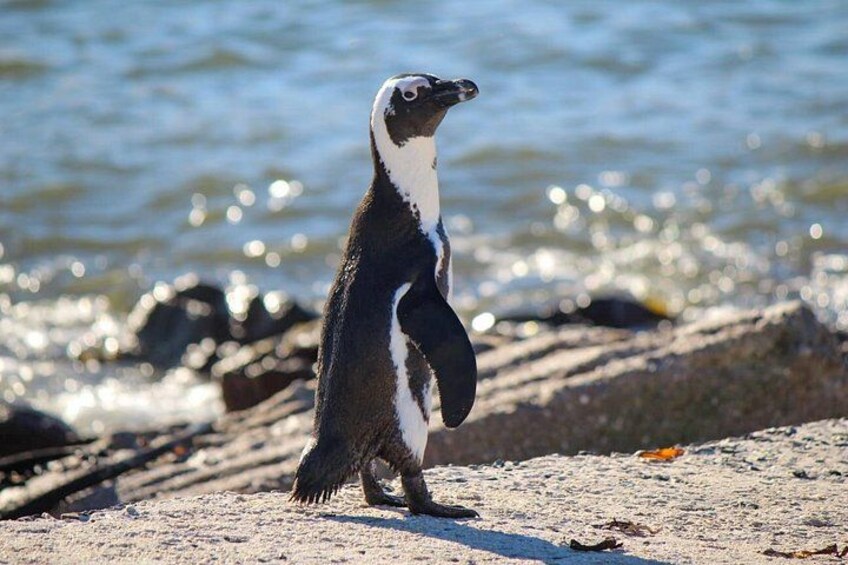 Ein Pinguin steht an einem felsigen Ufer, im Hintergrund ist Wasser zu sehen. 1