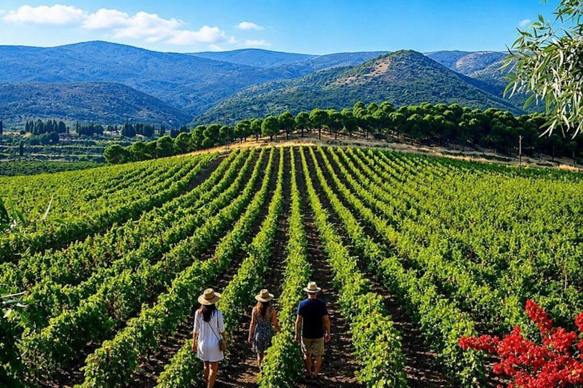 A vineyard with rows of grapevines, a mountainous backdrop, and a few people walking. 1