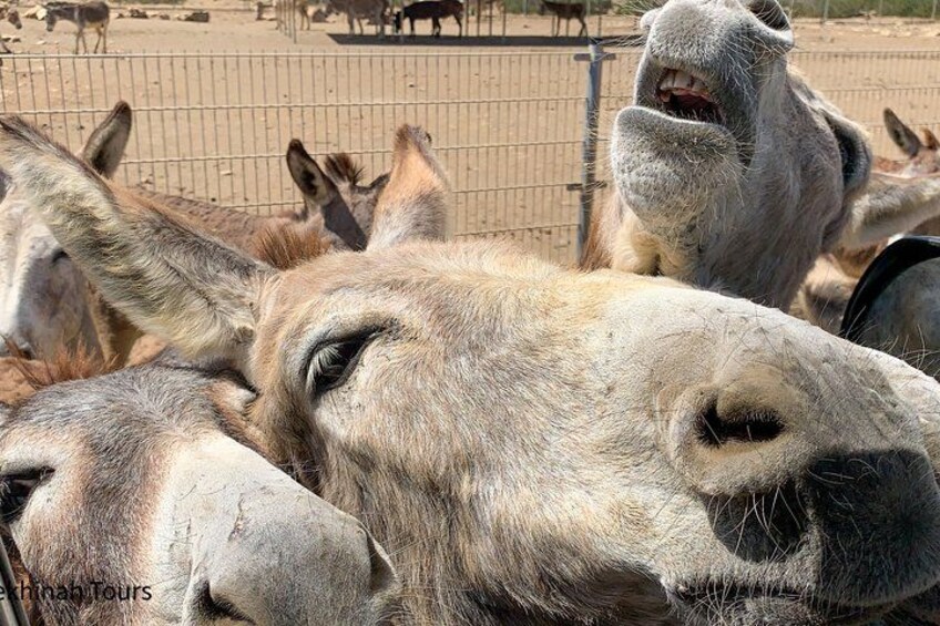 Donkey Sanctuary Tour with a Local Guide 4