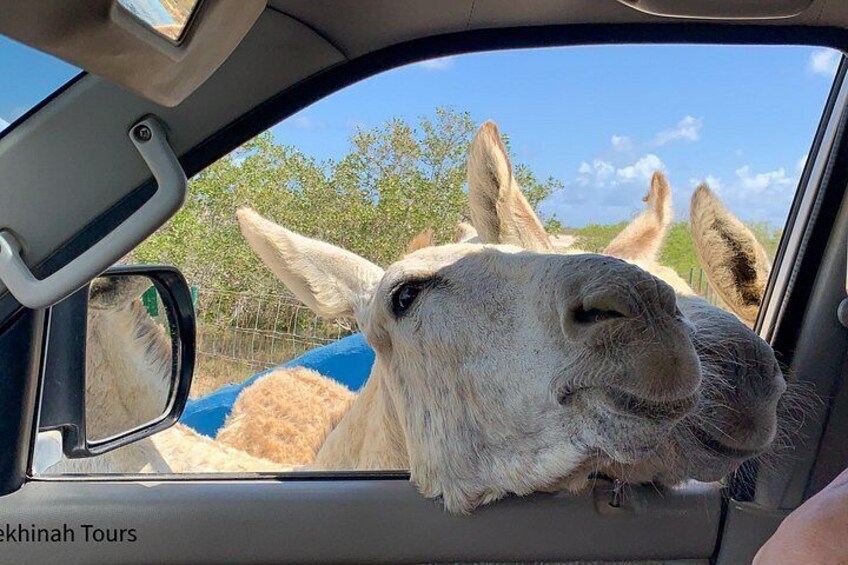 Donkey Sanctuary Tour with a Local Guide 1