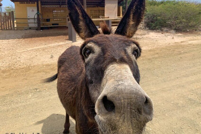 A donkey in a fenced area with a dirt ground and a wooden structure in the background. 2