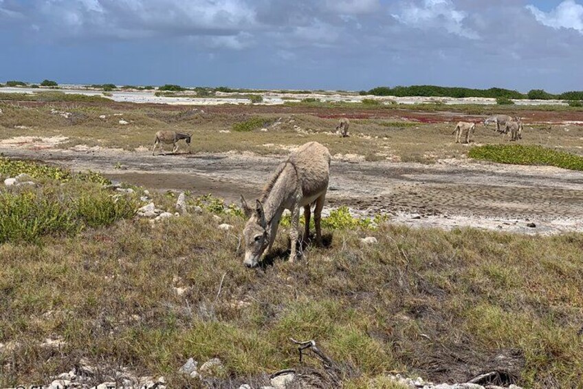 Donkey Sanctuary Tour with a Local Guide 3
