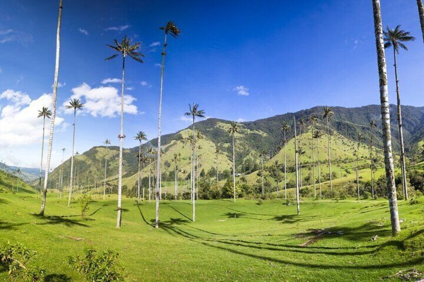 Full Day Tour of Cocora Valley, Salento, and Coffee Farm Tour (from Pereira)