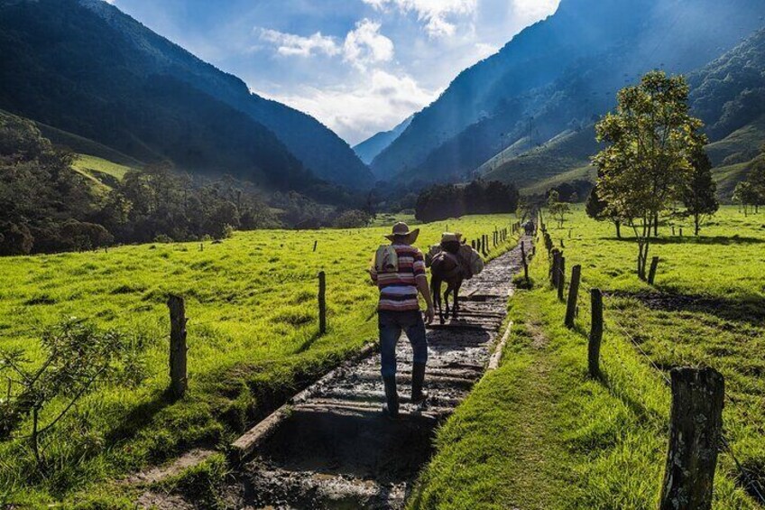 Full Day Tour of Cocora Valley, Salento, and Coffee Farm Tour (from Pereira)