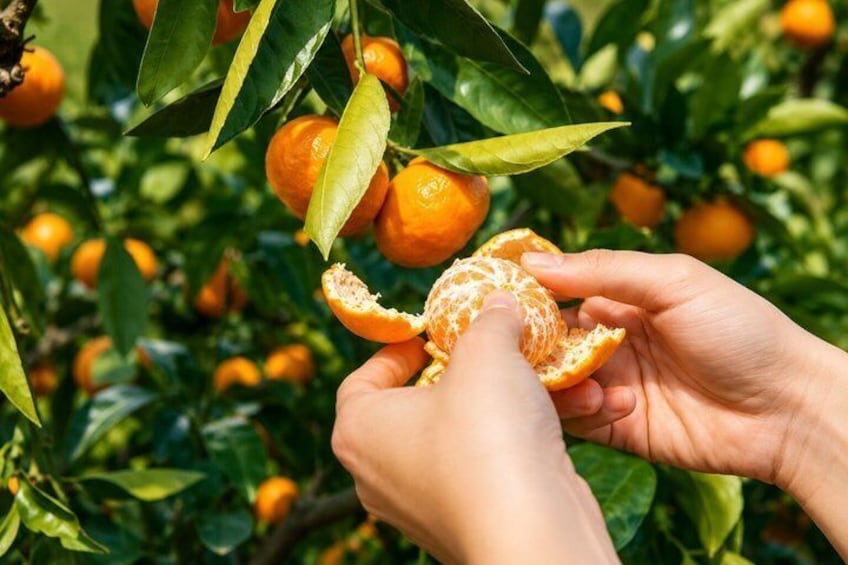 Hænder plukker en appelsin fra et træ. 3