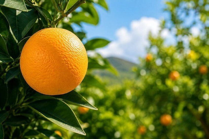 En appelsin hænger på et træ med et bjerg i baggrunden. 5
