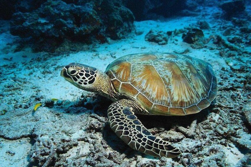 A sea turtle on a coral reef. 2