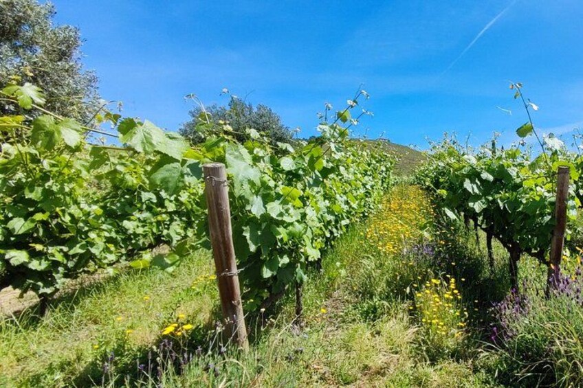 An enchanting discovery in the Douro Valley 2