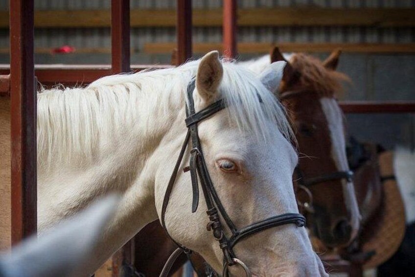 A white horse with a black halter in a stable. 3