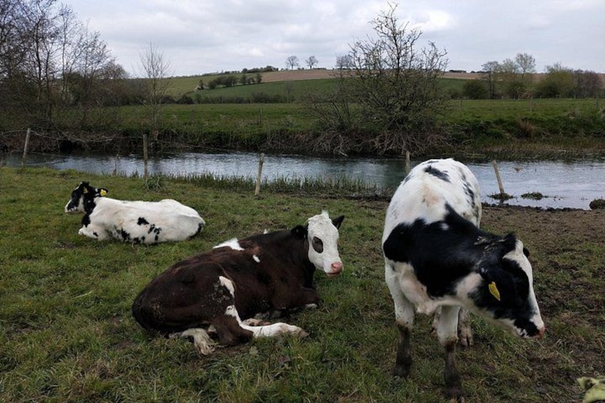 Three cows resting by a riverbank in a grassy field. 3