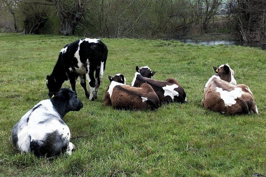 A group of cows grazing and resting in a grassy field with trees and a body of water in the background. 2