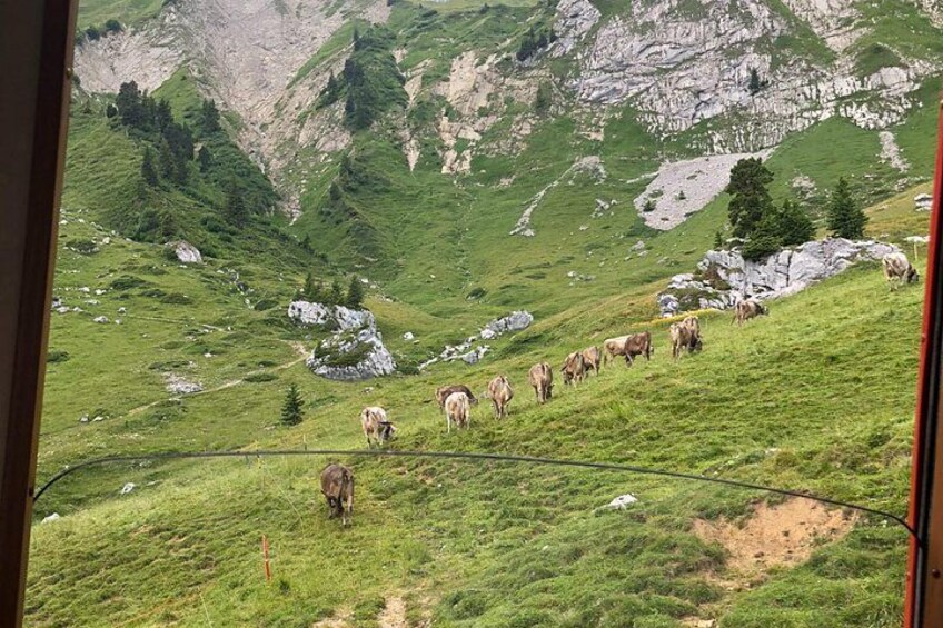 Eine Kuhherde grast auf einer grasbewachsenen Hügelkuppe, im Hintergrund erheben sich felsige Berge. 1